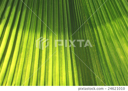 Green leaves with bright sunshine in the morning. Green leaves with bright sunshine in the morning. 24621010