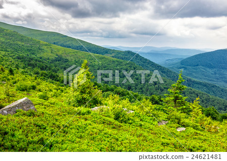 pine tree on hillside under cloudy sky pine tree on hillside under cloudy sky 24621481