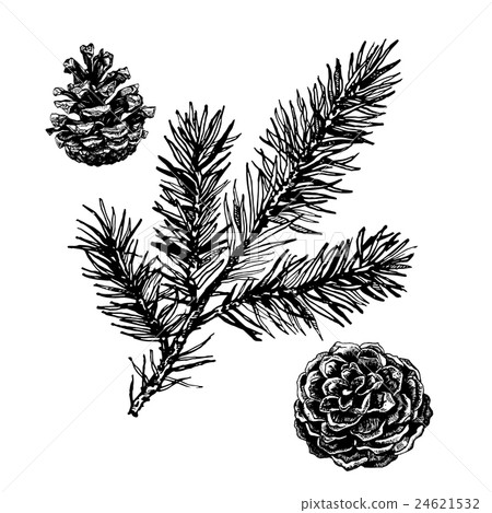 Hand drawn pine tree branch - Stock Illustration [24621532] - PIXTA
