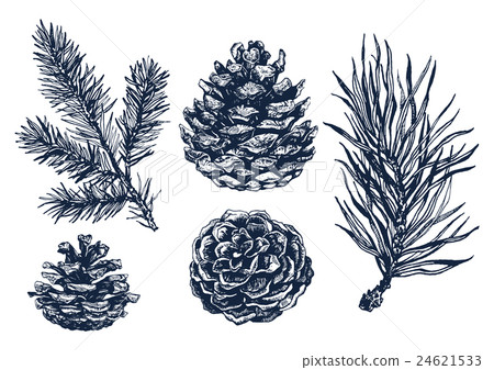 Hand drawn pine tree branch - Stock Illustration [24621533] - PIXTA