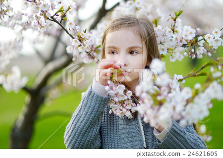 Adorable girl holding tulips in cherry garden 24621605