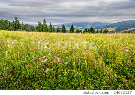 large meadow with herbs,  trees in mountain area 24622127