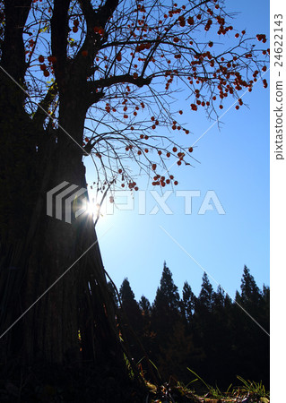 Late autumn sunshine Late autumn sunshine 24622143