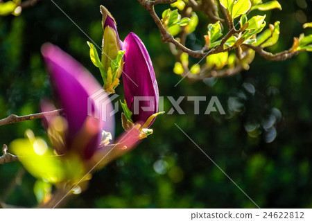 magnolia flowers on a blury background magnolia flowers on a blury background 24622812