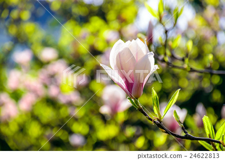 magnolia flowers on a blury background magnolia flowers on a blury background 24622813