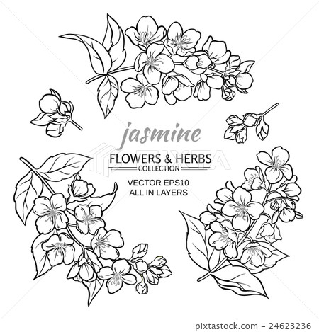 jasmine vector set 24623236