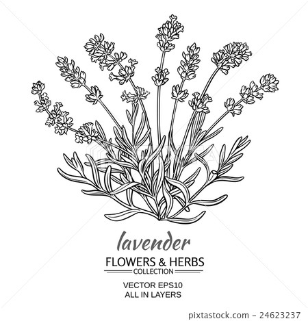 lavender vector illustration lavender vector illustration 24623237