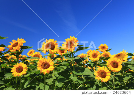 向日葵577 24623604