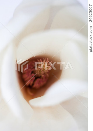 Close-up macro magnolia inside Close-up macro magnolia inside 24625007