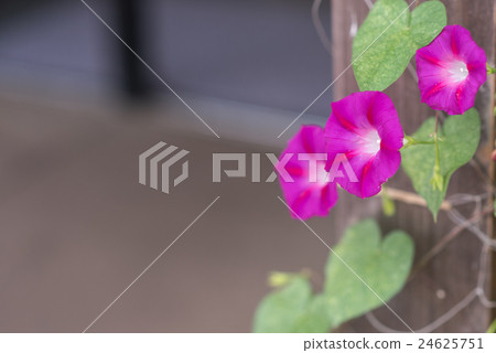  早晨的太陽 24625751