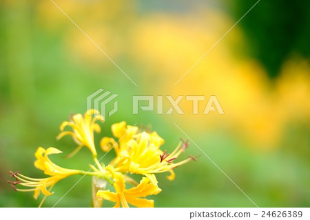 A cluster amaryllis of Asuka village A cluster amaryllis of Asuka village 24626389