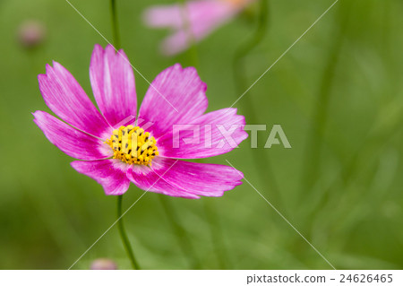 鮮花和自然景觀點綴著粉紅色波斯菊（秋季櫻花） 24626465