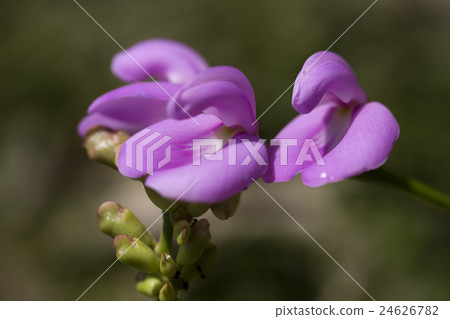 Homana豆 Homana豆 24626782