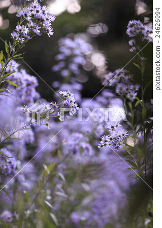 錫永盛開 24626994