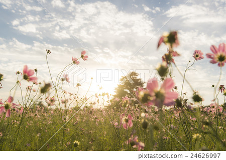 Cosmos field illuminated by sunset Part 1 24626997