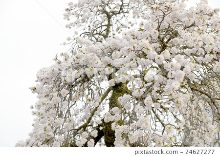 Wild cherry tree weeping Wild cherry tree weeping 24627277