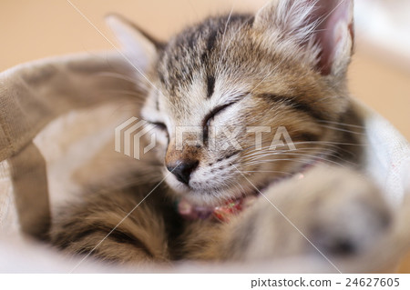 Kitty fits and a kitten nattyly Kitty fits and a kitten nattyly 24627605