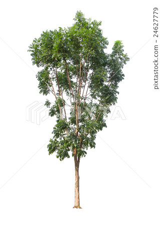 Tree isolated on white background 24627779