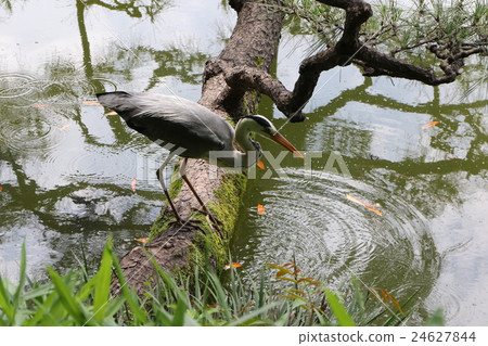 Gray heron 24627844