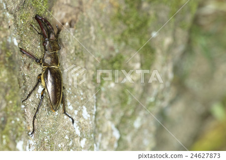 昆蟲 昆蟲 24627873