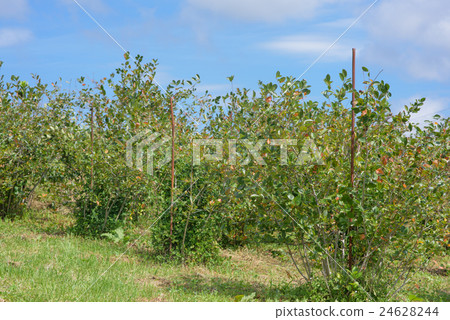 Blueberry garden 24628244