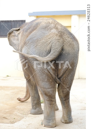 大像在秋天姬路動物園裡2015年 大像在秋天姬路動物園裡2015年 24628313