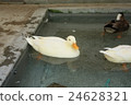 duck	 24628321