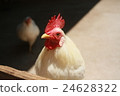 Chicken 24628322