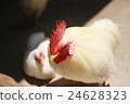 Chicken 24628323