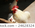 Chicken 24628324