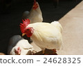 Chicken 24628325