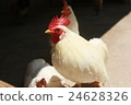 Chicken 24628326