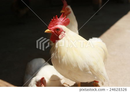 Chicken Chicken 24628326