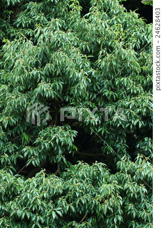 Natural plant Selakashi, late August. A lot of immature acorns can be seen on branches called branches ① Natural plant Selakashi, late August. A lot of immature acorns can be seen on branches called branches ① 24628403