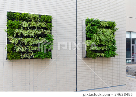 Potted plant on wall 24628495