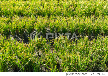 Paddy green Rice Fields Paddy green Rice Fields 24629162
