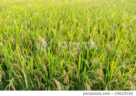 Rice field 24629188