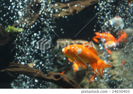 金魚 24630403