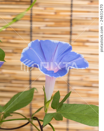 牽牛花 24631470