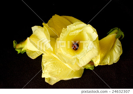 Flower Okra. It is a flower that can be eaten. Flower Okra. It is a flower that can be eaten. 24632307