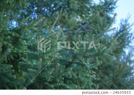 The flower of the German Tang Hinoki branch is the cover of the bud. It is said to be Cedarrose. 24635933