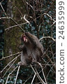 日本獼猴 24635999