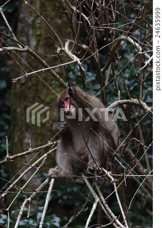 日本獼猴 24635999