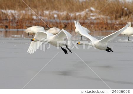 苔原天鵝 苔原天鵝 24636008