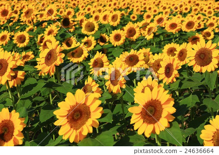 Sunflower 930 24636664