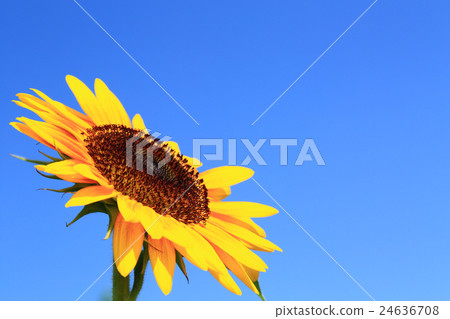 Sunflower 991 24636708