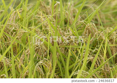 Rice rice ear Rice rice ear 24636817