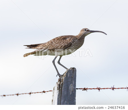 Whimbrel - Iceland 24637416