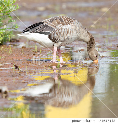Greylag Goose drinking 24637418