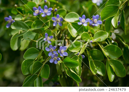 Close up little blue flowers Close up little blue flowers 24637479